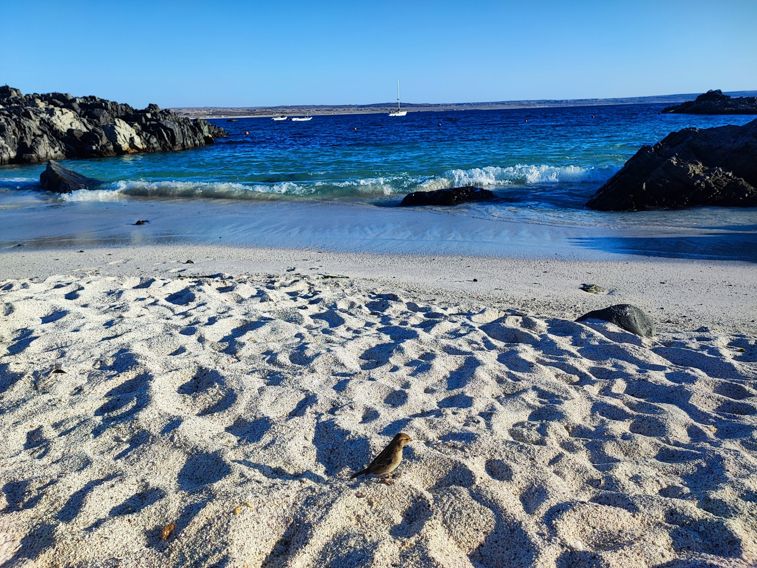 Atacama Coast, Full Day around Copiapó